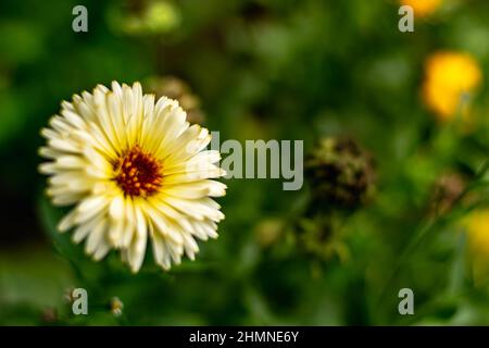 Blüte der Calendura officinalis. Kräuter und Pflanzen der traditionellen Medizin. Horizontales Foto. Stockfoto