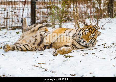 Tiger liegt im Schnee. Schöner wilder sibirischer Tiger auf Schnee Stockfoto