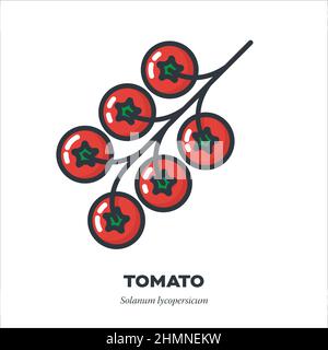 Kirschtomaten Rispe Gemüse Symbol, Umriss mit Farbe füllen Stil Vektor Illustration Stock Vektor