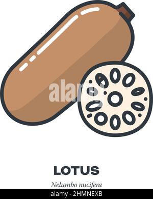 Lotus-Wurzelgemüse- und -Slice-Symbol, Umriss mit Vektorgrafik im Farbfüllstil Stock Vektor