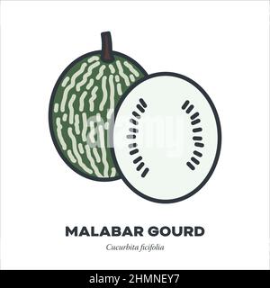 Malabar Kürbis oder Haifischflossen Melone Gemüse-Symbol, Umriss mit Farbe füllen Stil Vektor-Illustration Stock Vektor