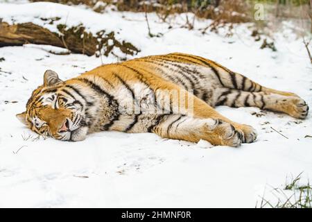 Tiger liegt im Schnee. Schöner wilder sibirischer Tiger auf Schnee Stockfoto