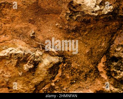 Das Foto zeigt einen braunen Gecko. Es befindet sich auf einer sandfarbenen Steinmauer. Das Reptil verkleidete sich an einer strukturierten Wand. Foto aufgenommen auf der Caribbe Stockfoto