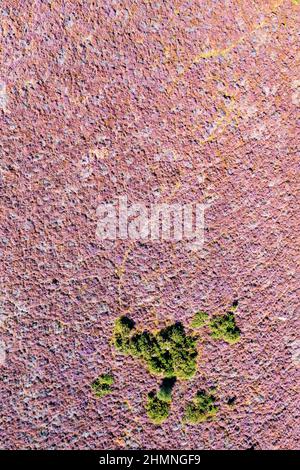 Heather in Bloom, Posbank, Niederlande Stockfoto