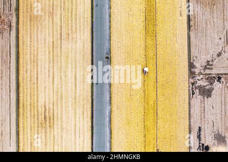 Mechanische Harvester auf Getreidefeld, japan Stockfoto