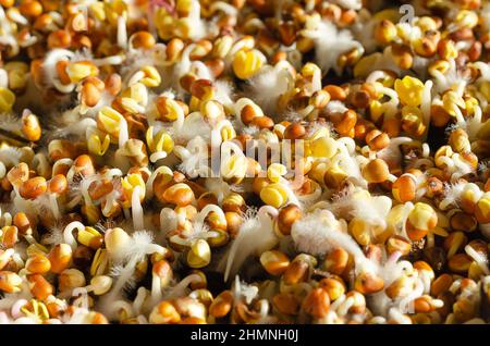 Keimende Rettichsamen auf Humusboden, im Sonnenlicht. Sprossen und Kotyledonen von Raphanus sativus, mit kleinen Wurzelhaaren, oft mit Schimmel verwechselt. Stockfoto