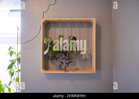 Eine Frontansicht von Hauspflanzen auf einem Holzregal in einem Haus. Stockfoto