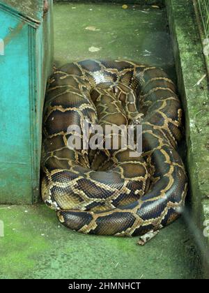 Große Python-Schlange in einer Tierfarm auf den Philippinen 18. Januar 2012 Stockfoto