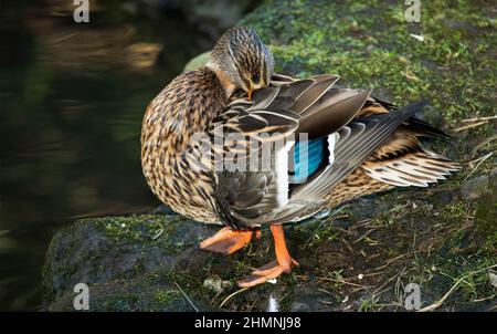 Trotz der düstersten kryptischen Tarnung der weiblichen Mallard zeigt sie den blau schillernden Blitz in ihren Flügelfedern, während sie sich ausreibt. Stockfoto