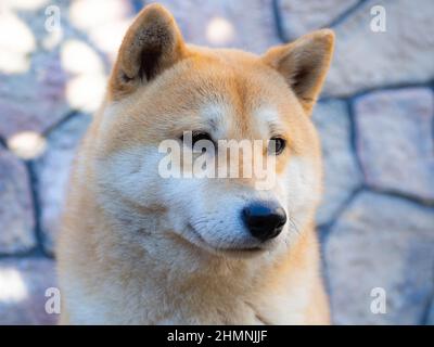 Shiba Inu Welpe sieht aus wie ein kleiner Fuchs Stockfoto