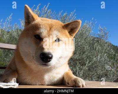 Shiba Inu Welpe sieht aus wie ein kleiner Fuchs Stockfoto