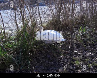 Werdenberg, Schweiz 26. Februar 2019 schöner weißer Schwan ruht im Gras Stockfoto