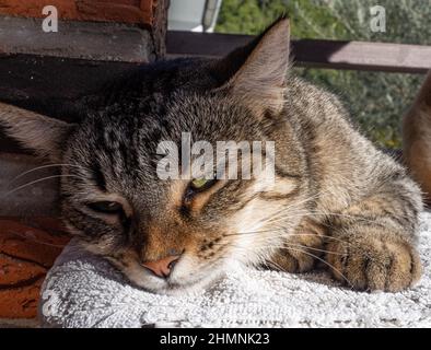 Das Gesicht einer smarten Tabby-Katze Stockfoto