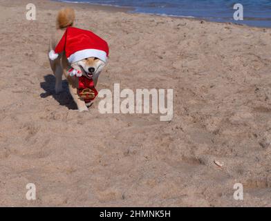 Shiba Inu Welpe sieht aus wie ein kleiner Fuchs Stockfoto