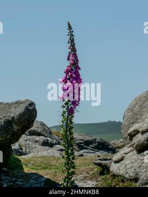 Digitalis purpurea L, Foxglove Stockfoto