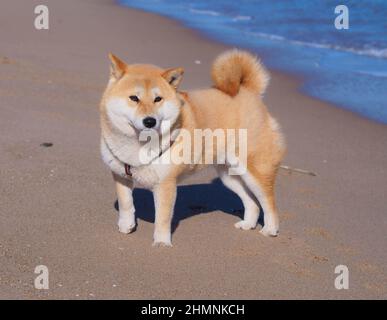 Shiba Inu Welpe sieht aus wie ein kleiner Fuchs Stockfoto