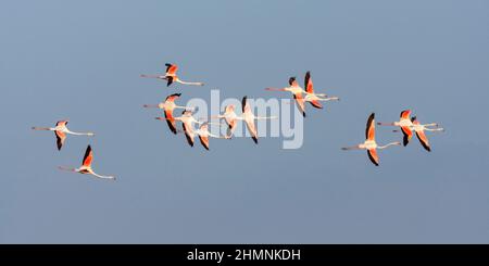 Große Flamingos strömen, Phoenicopterus roseus, fliegend Stockfoto