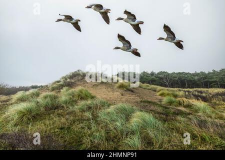 Bild von einer Dünenlandschaft mit fliegenden Graugänsen in Hollands Duin bei Noordwijk in der niederländischen Provinz Südholland mit perspektivischer Ansicht Stockfoto