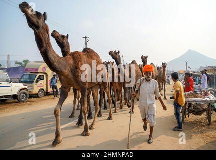 Kamelfahrer mit seinen Kamelen auf dem Weg zur Pushkar Camel Fair, Rajasthan, Indien Stockfoto