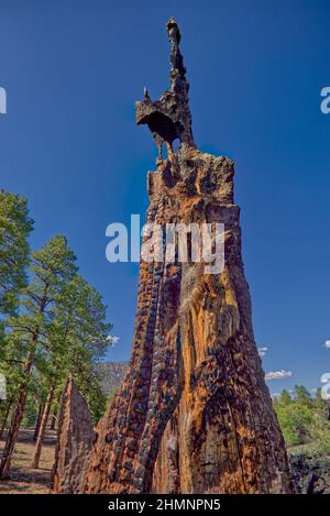 Ein toter ausgebrannter Baum, der vom Blitz am Sunset Crater National Monument in Arizona getroffen wurde. Stockfoto