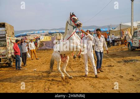 Pferdehändler mit weißem Hengst auf der Pushkar camel Fair, Rajasthan, Indien Stockfoto