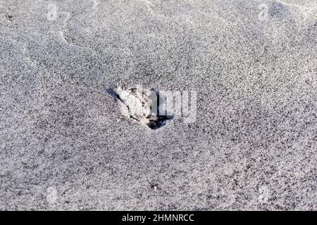 Schwarzer Ruß aus dem Kesselraum auf weißem Schnee. Natürlicher Hintergrund. Schnee gemischt mit Kohleroß, schlechte Ökologie. Umweltverschmutzung Stockfoto