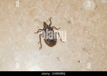 Brochymena Insektenkäfer Anthropd 6-beinige Schädlinge beim Gehen auf dem Hausboden. Meist im Freien gesehen Käfer Stockfoto