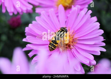 Helophilus pendulus, Fußballer schwebt auf einer Asterblume Stockfoto