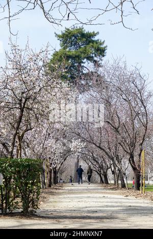 Ein Paar ging eine unbefestigte Straße entlang. An den Seiten ein Mandelbaum mit Ästen voller weißer Blumen im El Retiro Park in Madrid, Spanien. Europa. Stockfoto