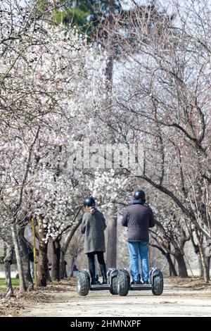 Ein Paar ging eine unbefestigte Straße entlang. An den Seiten ein Mandelbaum mit Ästen voller weißer Blumen im El Retiro Park in Madrid, Spanien. Europa. Stockfoto