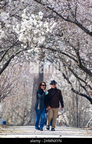 Ein Paar, das im Frühling im Park El Retiro in Madrid, in Spanien, von weißen Mandelbäumen in voller Blüte umgeben ist. Europa. Stockfoto