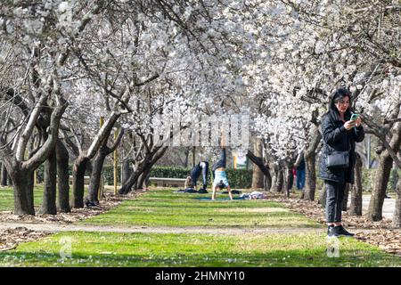 Menschen umgeben von weißen Blüten von Mandelbäumen in voller Blüte im Frühjahr im El Retiro Park in Madrid, in Spanien. Europa. Fotografie. Stockfoto