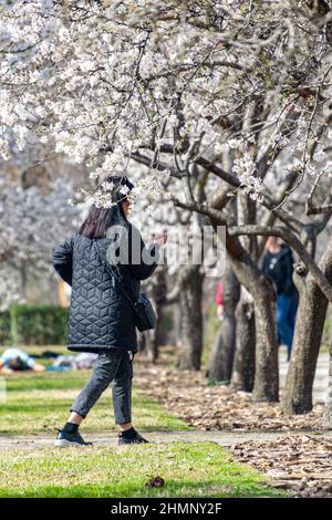 Menschen umgeben von weißen Blüten von Mandelbäumen in voller Blüte im Frühjahr im El Retiro Park in Madrid, in Spanien. Europa. Fotografie. Stockfoto