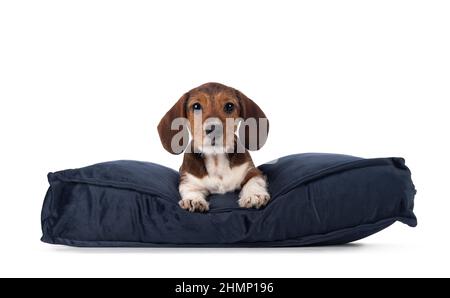 Entzückender piebald Dachshund alias Teckel Pup, der sich mit der Vorderseite auf blauem Samtkissen legt. Blick auf die Kamera. Isoliert auf weißem Hintergrund. Stockfoto