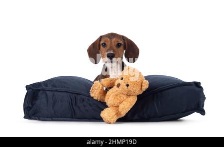 Entzückender piebald Dachshund alias Teckel Pup, der sich mit der Vorderseite auf blauem Samtkissen mit einem kleinen Teddybären-Spielzeug legt. Blick auf die Kamera. Isoliert Stockfoto