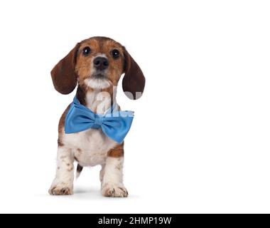 Liebenswert piebald Dachshund aka Teckel Welpen, stehen nach vorne mit einer blauen Fliege um den Hals. Blick auf die Kamera. Isoliert auf weißem Hintergrund Stockfoto