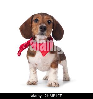 Entzückender piebald Dachshund alias Teckel Pup, der vorne mit einem roten Schal um den Hals steht. Blick auf die Kamera. Isoliert auf einem weißen Backgrou Stockfoto