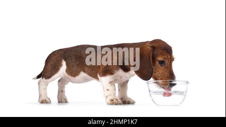 Liebenswert piebald Dachshund alias Teckel Welpen, stehend Seitenwege trinken aus einer Glasschale mit Wasser. Isoliert auf weißem Hintergrund. Stockfoto