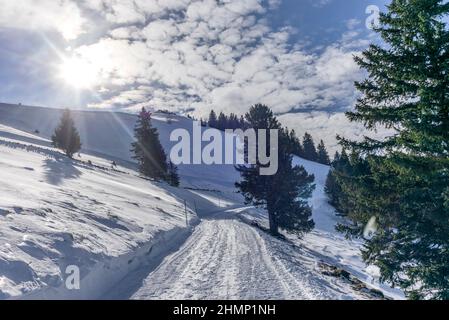 Waldüberquerung bei Skitouren in den Bergen und Wäldern oberhalb von Bruelisau in den Schweizer Alpen Stockfoto