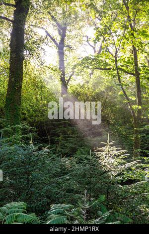 Ein Sonnenstrahl, der in Saddell auf der Kintyre Peninsula, Argyll & Bute, Schottland, durch Bäume scheint Stockfoto