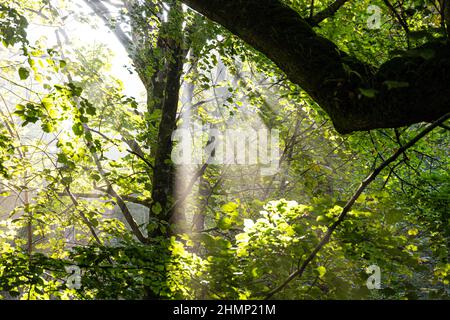 Ein Sonnenstrahl, der in Saddell auf der Kintyre Peninsula, Argyll & Bute, Schottland, durch Bäume scheint Stockfoto