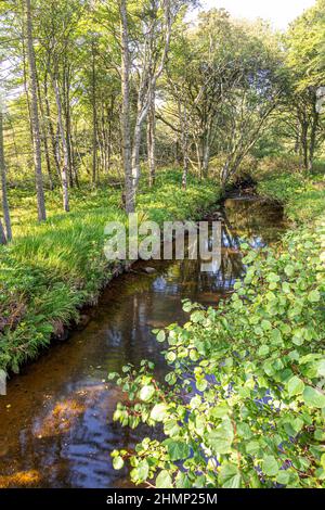 Saddell Wasser kurz bevor es das Meer in Saddell Bay auf der Kintyre Peninsula, Argyll & Bute, Schottland, Großbritannien, erreicht Stockfoto