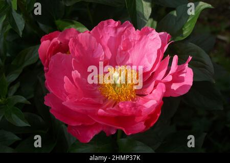 Paeonia Paula Fay. Halbdoppelte rosa Pfingstrose. Stockfoto