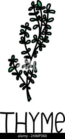 Thymian, handgezeichnetes Doodle-Element. Logo und Emblem Verpackungsdesign Vorlage - Gewürze und Kräuter - Thymianzweige. Logo. Stock Vektor