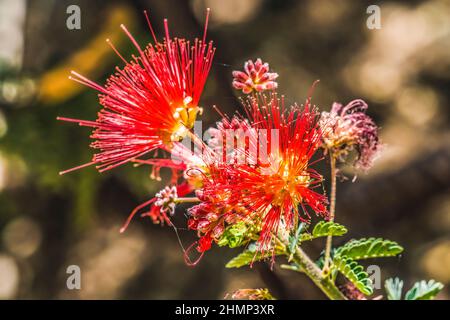 Blühendes Makro Der Rosa Fee. Callandra eriophylla Desert Botanical Garden Phoenix Arizona Stockfoto