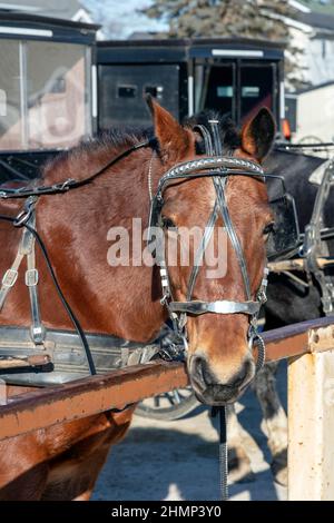 Amish, amish Buggys, geparkt, Innenstadt, Topeka, Indiana, USA, von James D. Coppinger/Dembinsky Photo Assoc Stockfoto