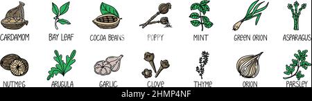 Set aus Kräutern und Gewürzen, gezeichnetes Element im Doodle-Stil. Eine Verpackungsgestaltvorlage mit Logo und Emblem - Kräuter und Gewürze - Kardamom, Lorbeerblatt, Coco Stock Vektor