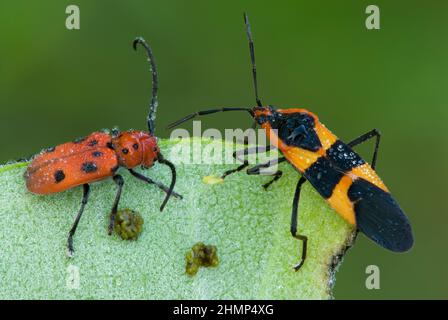 Red Milkweed Beetle und Milkweed Bug auf Common Milkweed Leaf (Asclepias syriaca), E USA, von Skip Moody/Dembinsky Photo Assoc Stockfoto