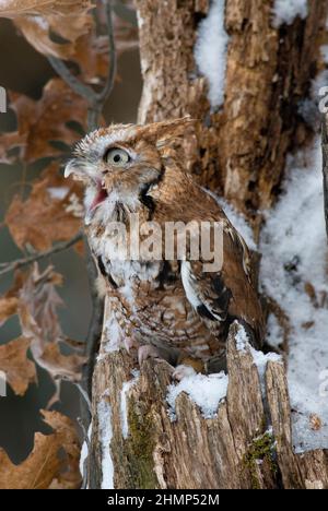 Screech Eule gähnend, (Megascos asio), Winter, E Nordamerika, von Skip Moody/Dembinsky Photo Assoc Stockfoto