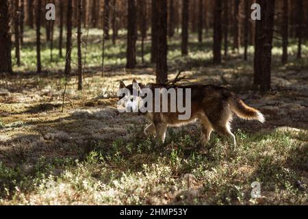 Sibirischer Husky bei sonnigem Wetter in einem Frühlingskiefernwald Stockfoto
